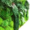 Cận cảnh tranh rêu khung gỗ với rêu nhung, rêu đầu xanh