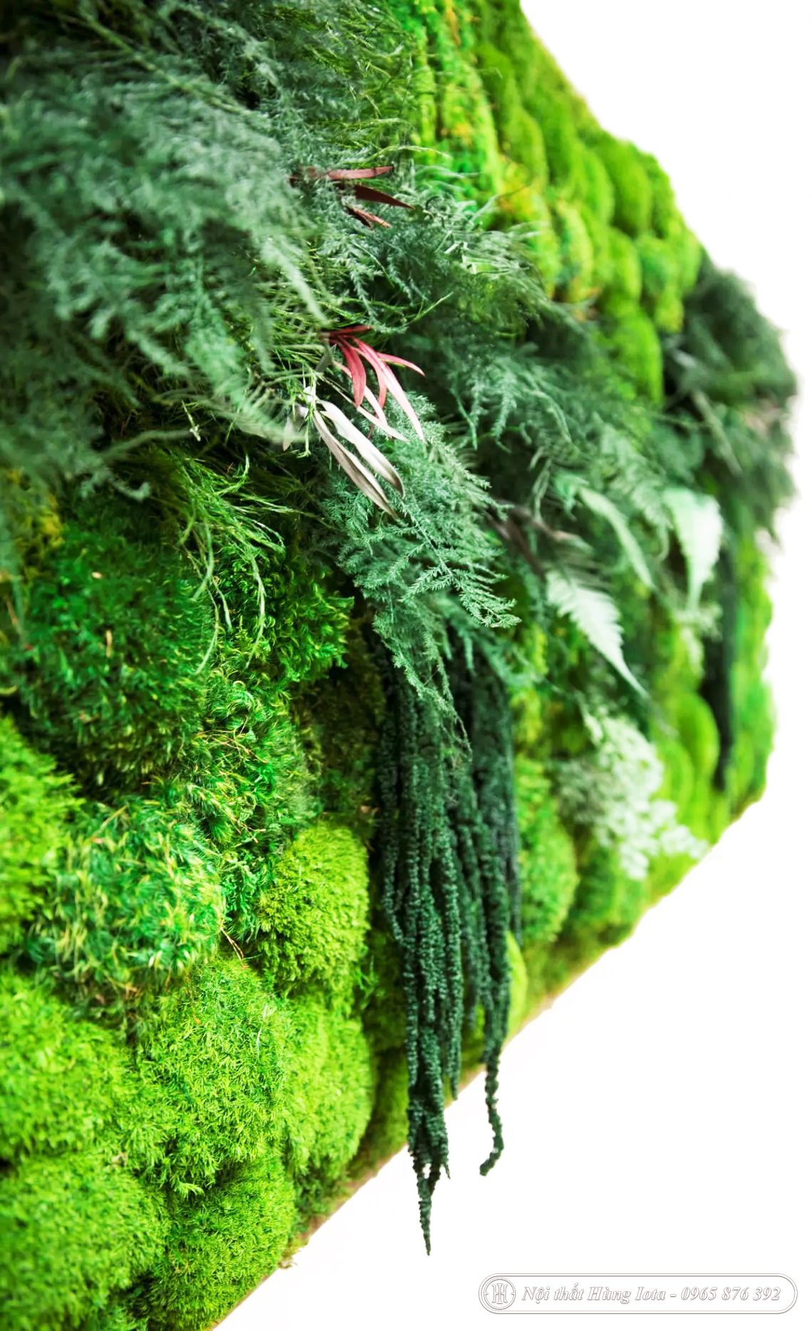 Cận cảnh tranh rêu khung gỗ với rêu nhung, rêu đầu xanh