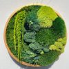 Tranh rêu terrarium hình tròn đẹp nhỏ gọn
